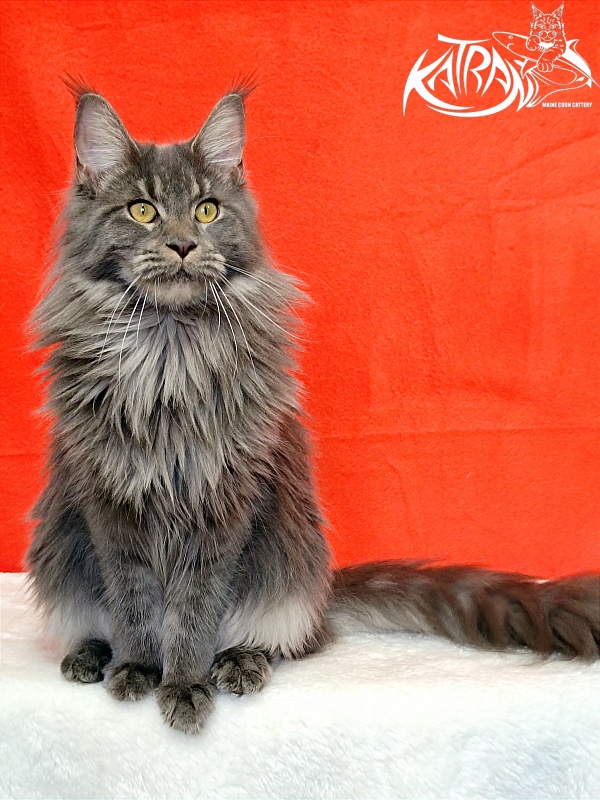 Katran Dalena - Взрослый мейн-кун 10 месяцев 2 недели