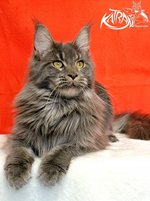 Katran Dalena - Взрослый мейн-кун 10 месяцев 2 недели
