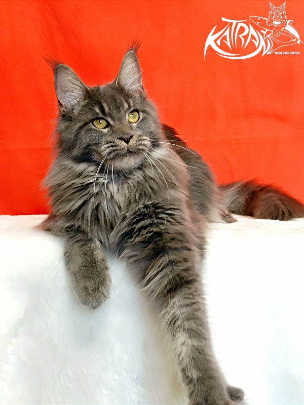 Katran Dalena - Взрослый мейн-кун 10 месяцев 2 недели