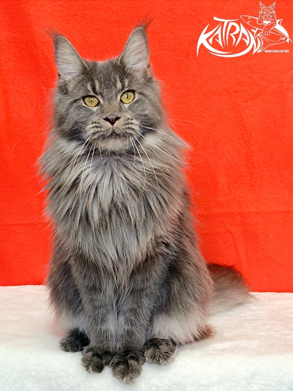 Katran Dalena - Взрослый мейн-кун 10 месяцев 2 недели