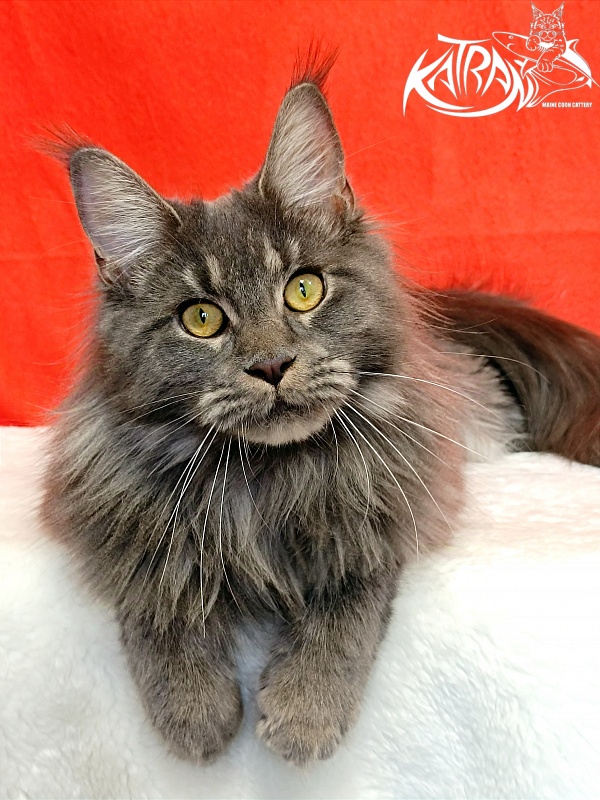 Katran Dalena - Взрослый мейн-кун 10 месяцев 2 недели