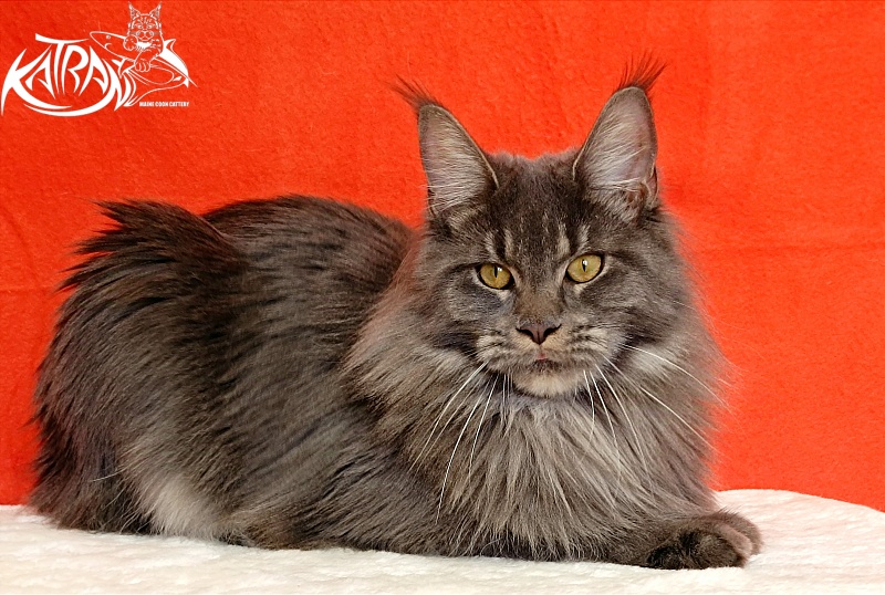 Katran Dalena - Взрослый мейн-кун 10 месяцев 2 недели