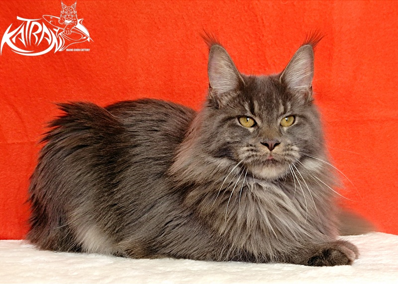 Katran Dalena - Взрослый мейн-кун 10 месяцев 2 недели