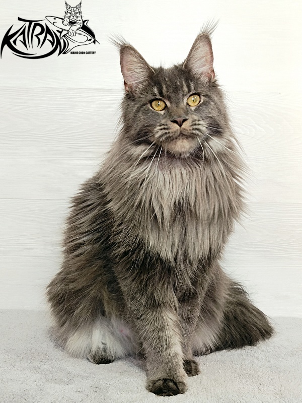 Katran Dalena - Взрослый мейн-кун 1 год