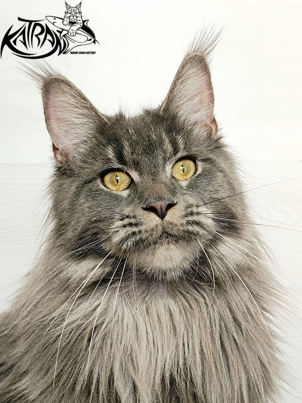 Katran Dalena - Взрослый мейн-кун 1 год