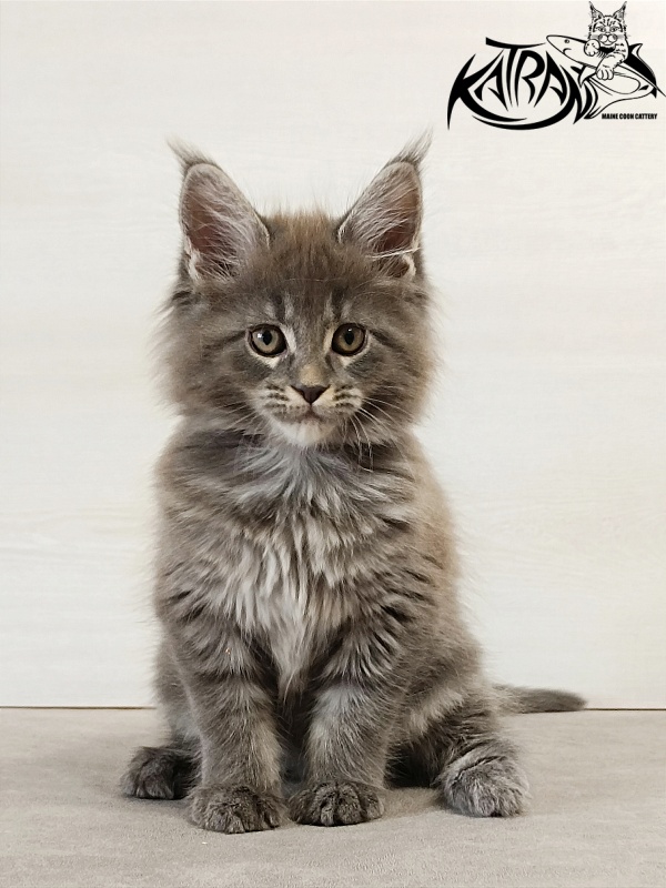 Katran Dalena - Котенок мейн-кун 2 месяца