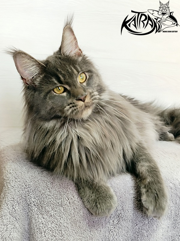 Katran Dalena - Взрослый мейн-кун 1 год