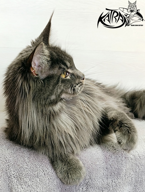 Katran Dalena - Взрослый мейн-кун 1 год