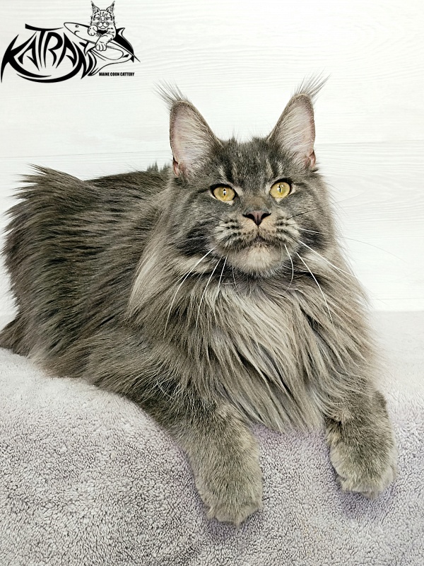 Katran Dalena - Взрослый мейн-кун 1 год