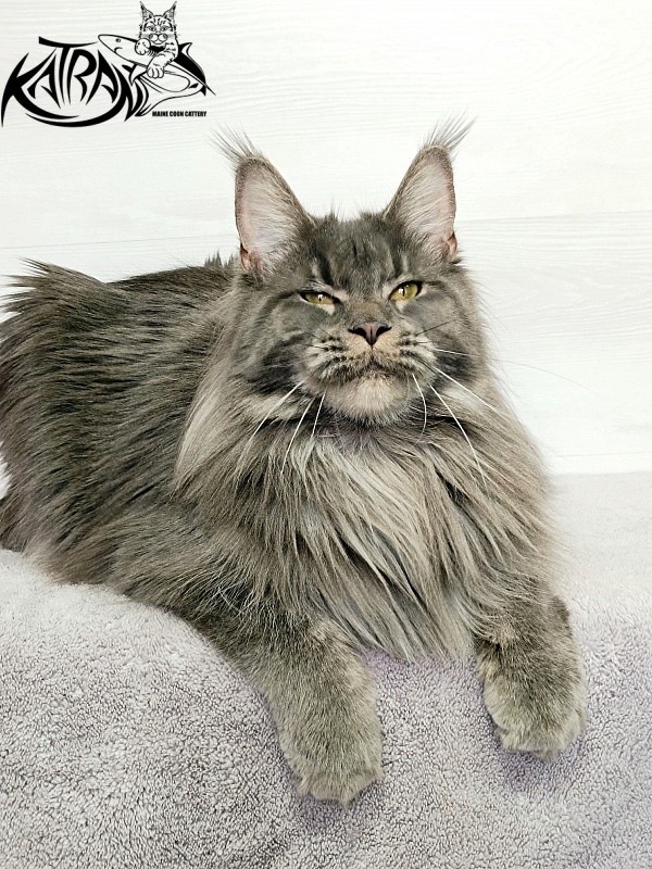Katran Dalena - Взрослый мейн-кун 1 год