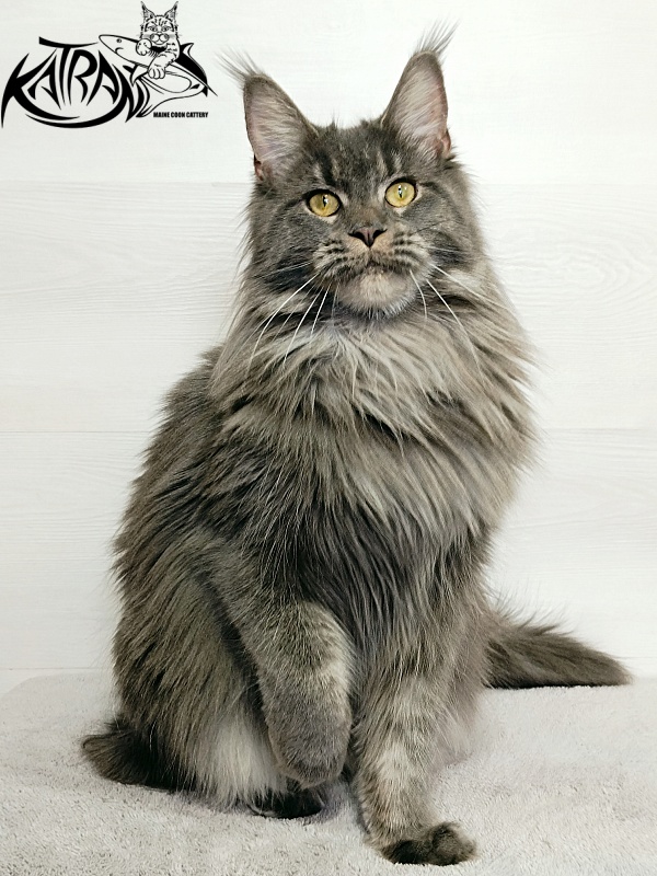 Katran Dalena - Взрослый мейн-кун 1 год
