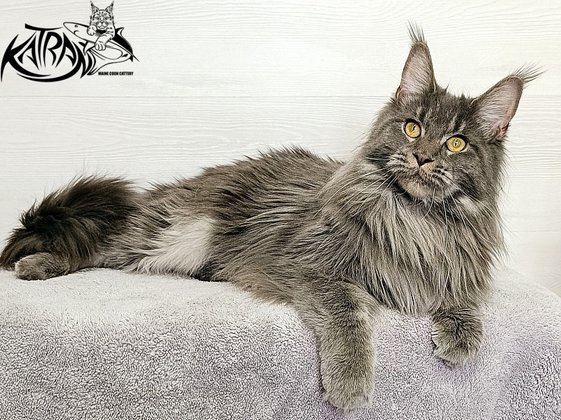 Katran Dalena - Взрослый мейн-кун 1 год