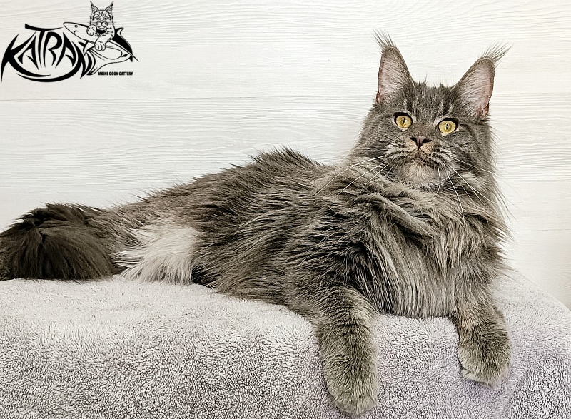 Katran Dalena - Взрослый мейн-кун 1 год