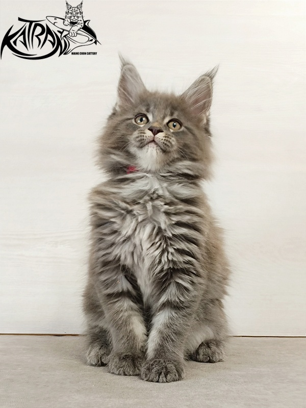 Katran Dalena - Котенок мейн-кун 2 месяца