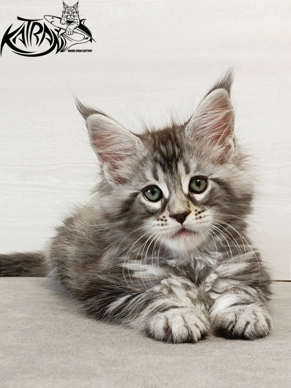 Katran Dukat - Кошеня мейн-кун 2 місяця