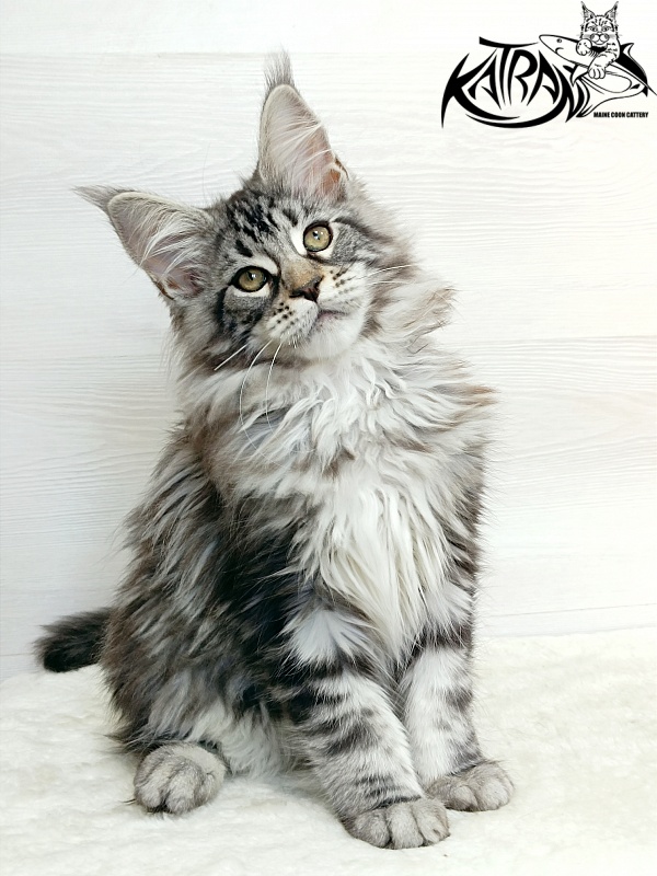 Katran Dukat - Кошеня мейн-кун 3 місяця 1 тиждень