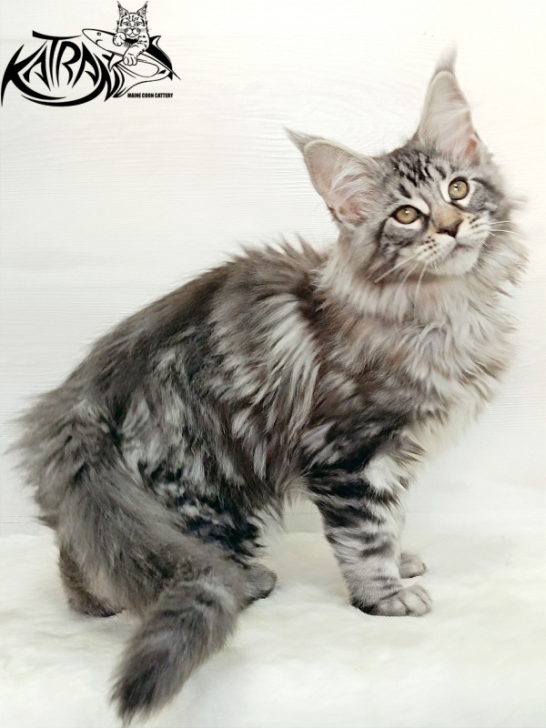 Katran Dukat - Кошеня мейн-кун 3 місяця 1 тиждень