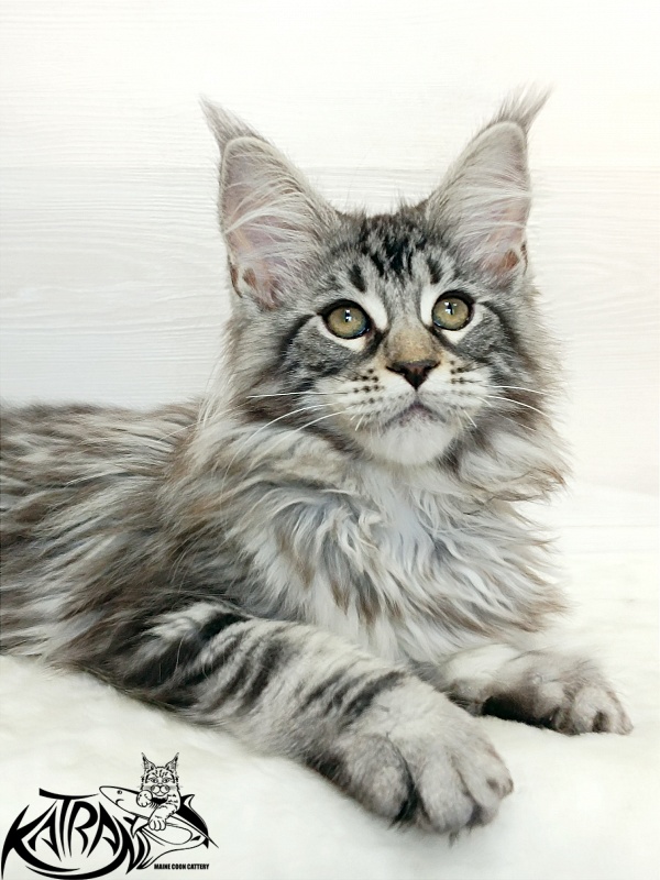 Katran Dukat - Кошеня мейн-кун 3 місяця 1 тиждень