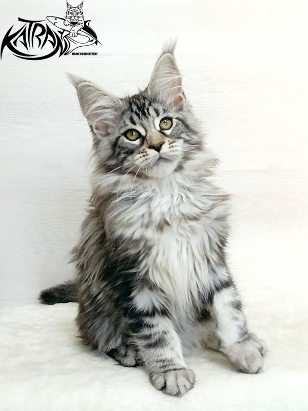 Katran Dukat - Кошеня мейн-кун 3 місяця 1 тиждень