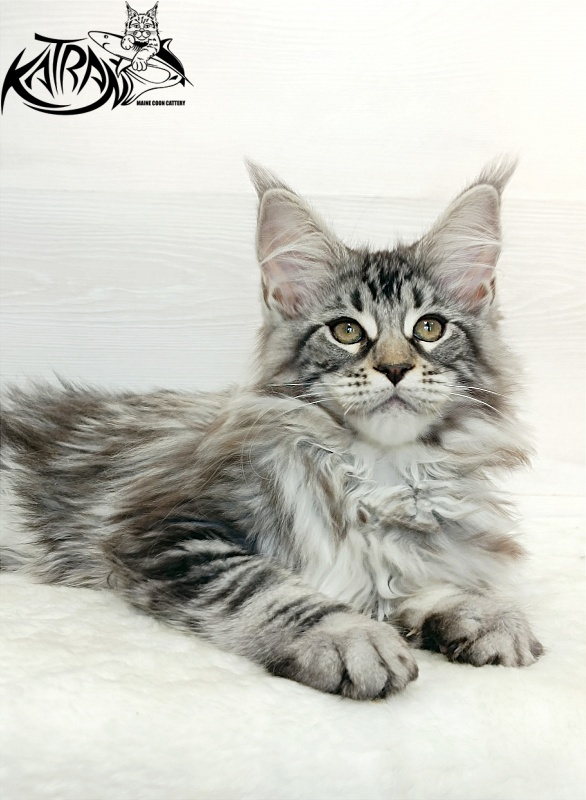 Katran Dukat - Кошеня мейн-кун 3 місяця 1 тиждень