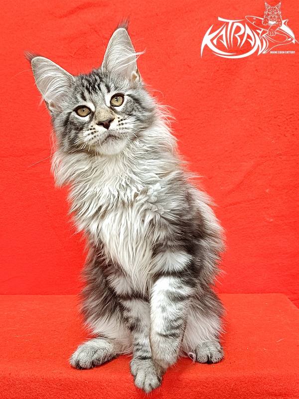 Katran Dukat - Кошеня мейн-кун 4 місяця