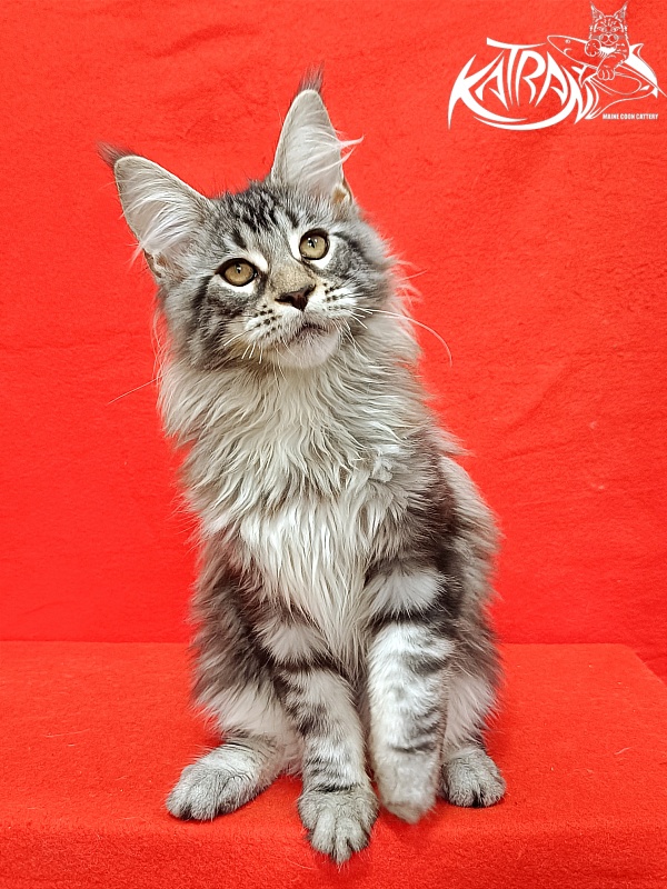 Katran Dukat - Кошеня мейн-кун 4 місяця