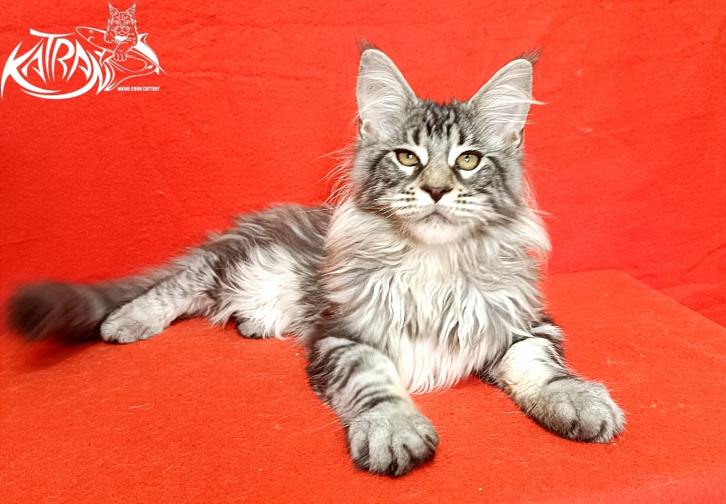 Katran Dukat - Кошеня мейн-кун 4 місяця