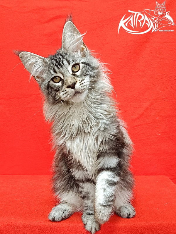 Katran Dukat - Кошеня мейн-кун 4 місяця