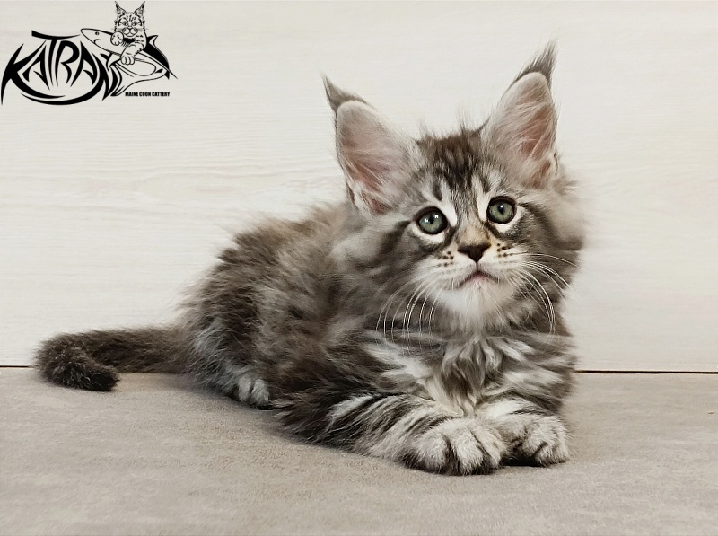 Katran Dukat - Кошеня мейн-кун 2 місяця