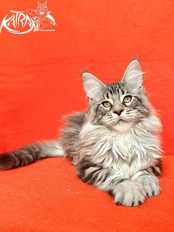 Katran Dukat - Кошеня мейн-кун 4 місяця