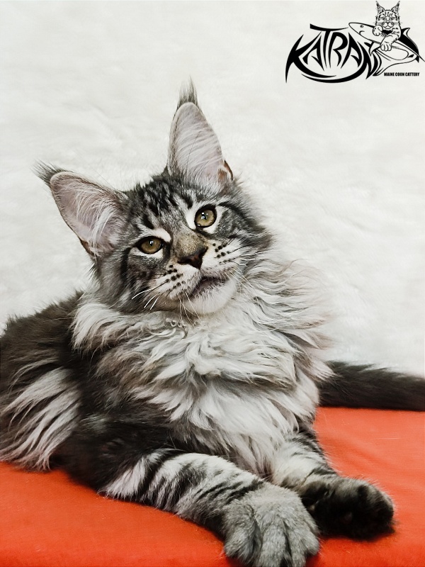 Katran Dukat - Кошеня мейн-кун 4 місяця 2 тижні