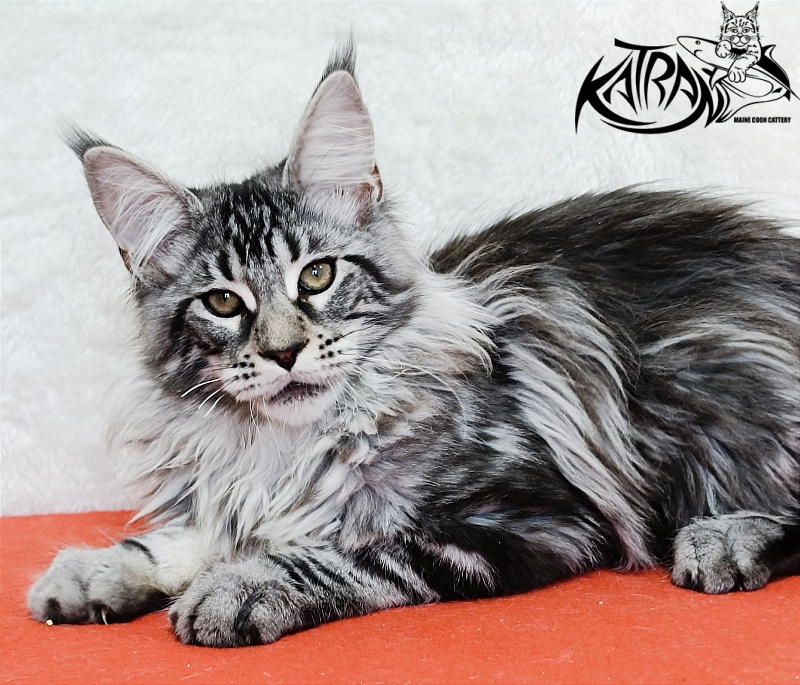 Katran Dukat - Кошеня мейн-кун 4 місяця 2 тижні