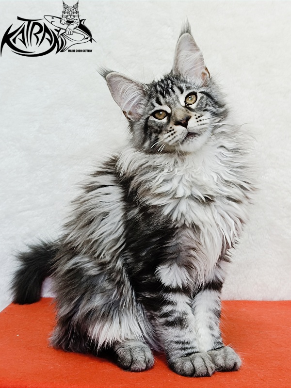 Katran Dukat - Кошеня мейн-кун 4 місяця 2 тижні