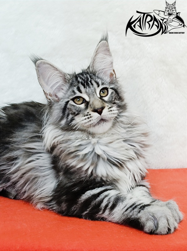 Katran Dukat - Кошеня мейн-кун 4 місяця 2 тижні