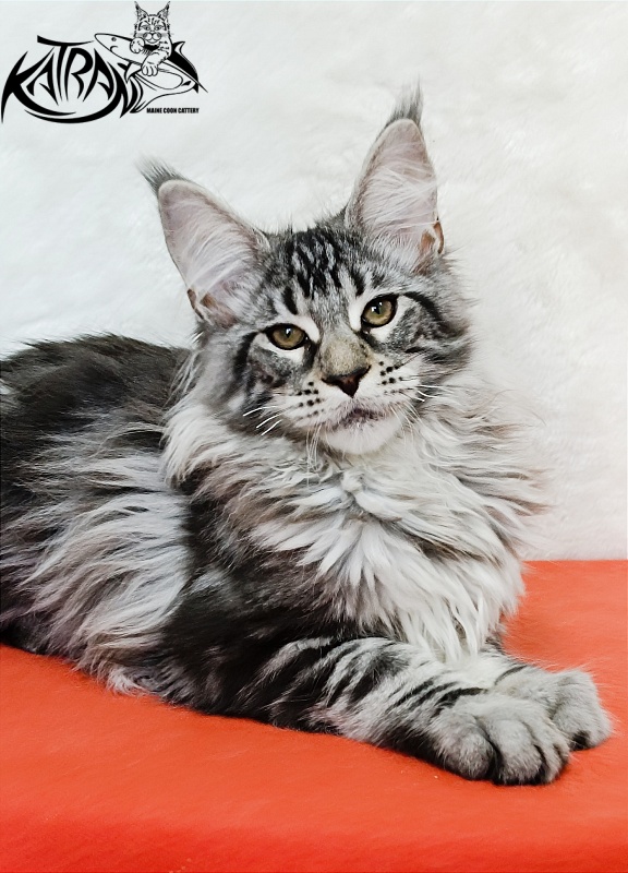 Katran Dukat - Кошеня мейн-кун 4 місяця 2 тижні