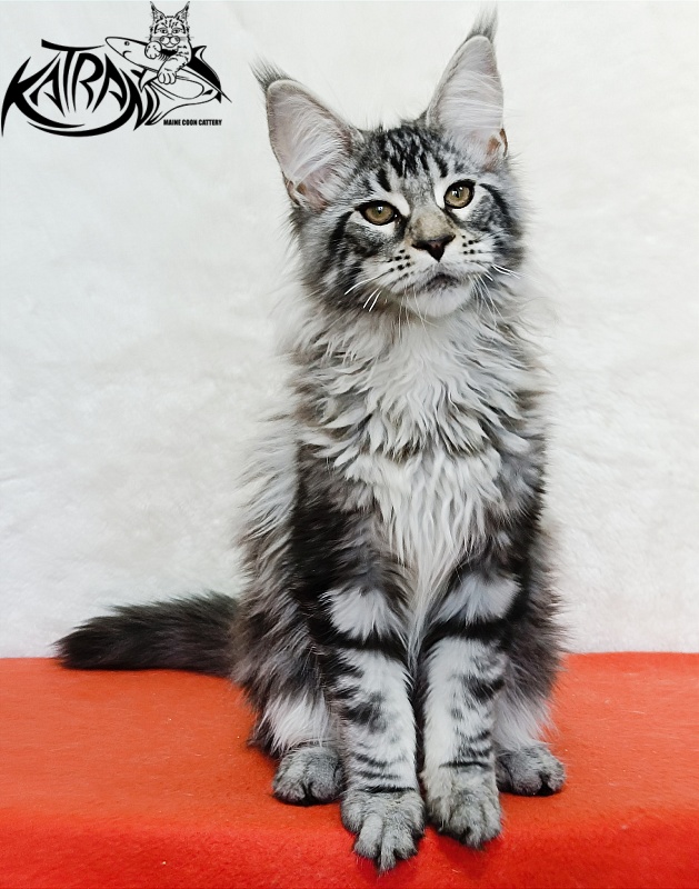Katran Dukat - Кошеня мейн-кун 4 місяця 2 тижні