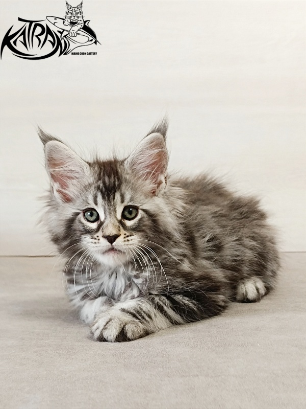 Katran Dukat - Кошеня мейн-кун 2 місяця