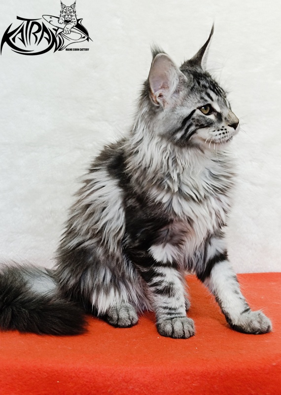 Katran Dukat - Кошеня мейн-кун 4 місяця 2 тижні