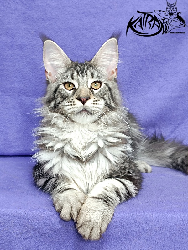 Katran Dukat - Кошеня мейн-кун 5 місяців 2,5 тижні