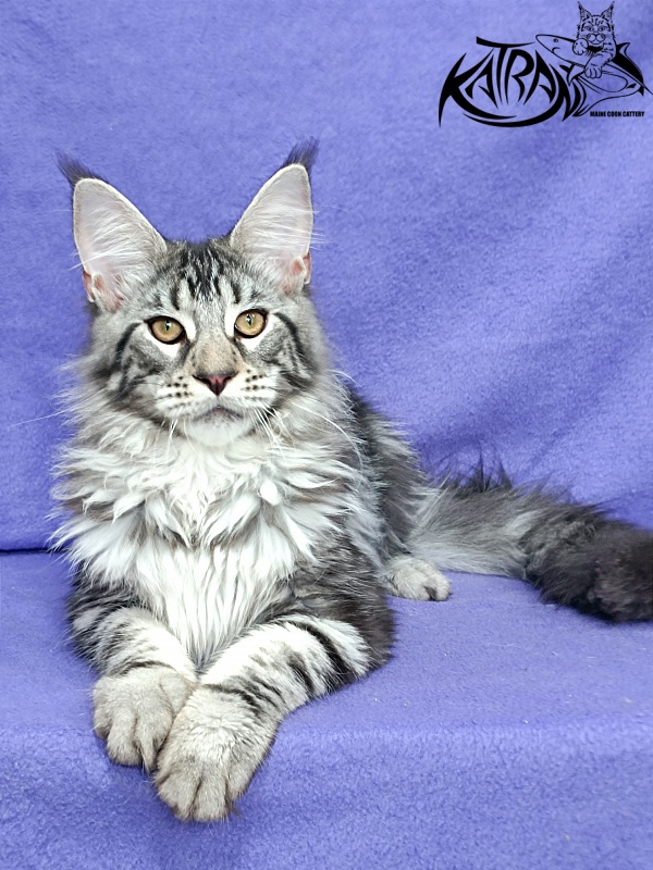 Katran Dukat - Кошеня мейн-кун 5 місяців 2,5 тижні