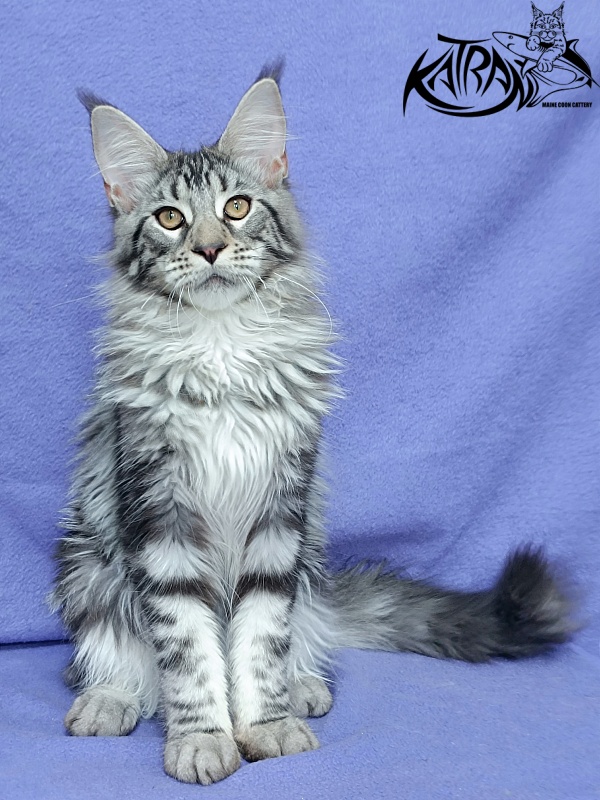 Katran Dukat - Кошеня мейн-кун 5 місяців 2,5 тижні