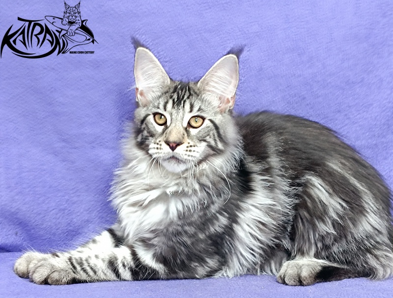 Katran Dukat - Кошеня мейн-кун 5 місяців 2,5 тижні