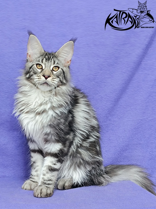 Katran Dukat - Кошеня мейн-кун 5 місяців 2,5 тижні