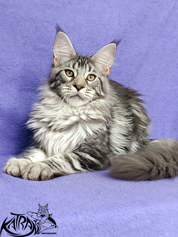 Katran Dukat - Кошеня мейн-кун 5 місяців 2,5 тижні