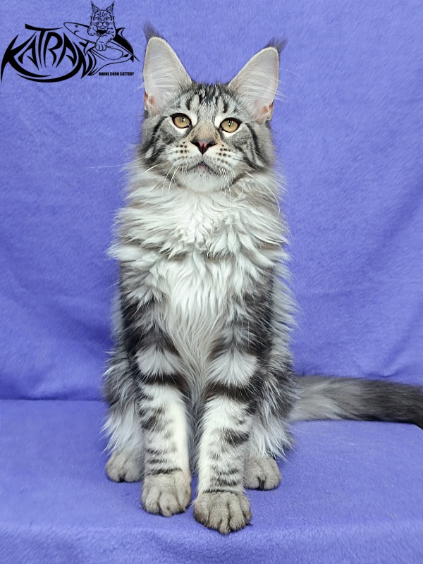 Katran Dukat - Кошеня мейн-кун 5 місяців 2,5 тижні