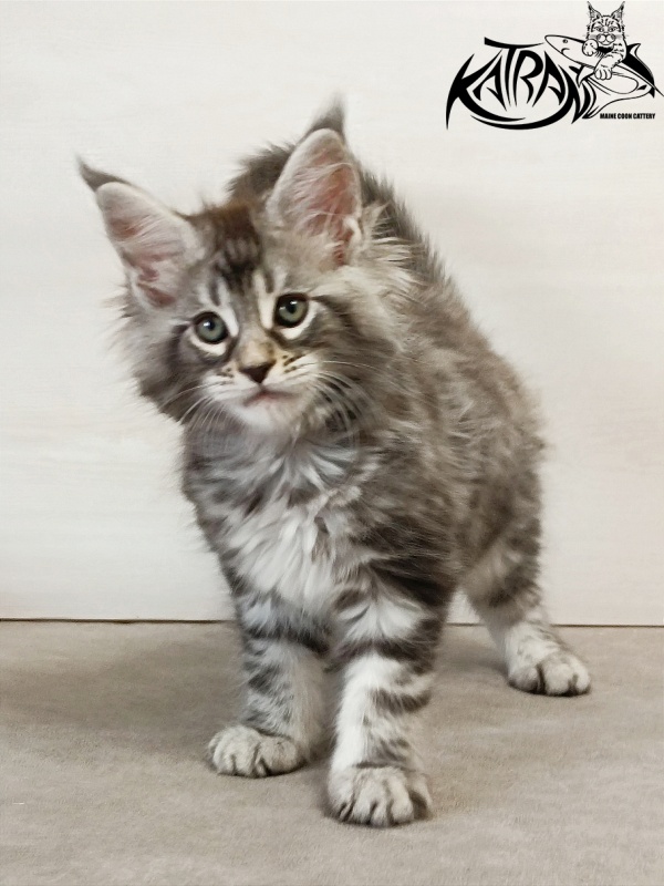 Katran Dukat - Кошеня мейн-кун 2 місяця