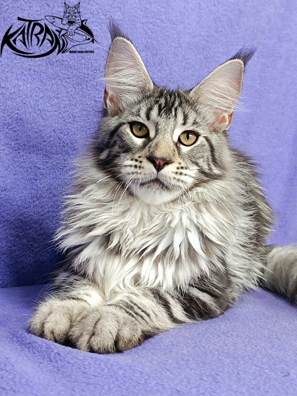 Katran Dukat - Кошеня мейн-кун 5 місяців 2,5 тижні