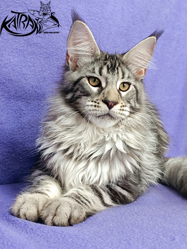 Katran Dukat - Кошеня мейн-кун 5 місяців 2,5 тижні