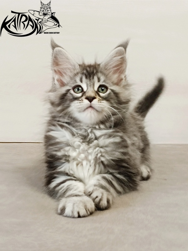 Katran Dukat - Кошеня мейн-кун 2 місяця