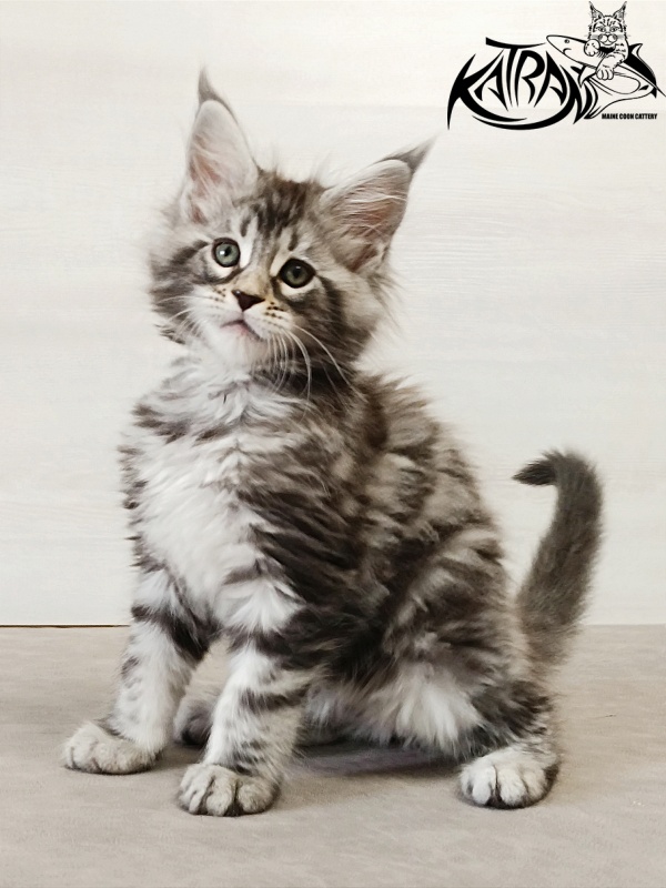 Katran Dukat - Кошеня мейн-кун 2 місяця